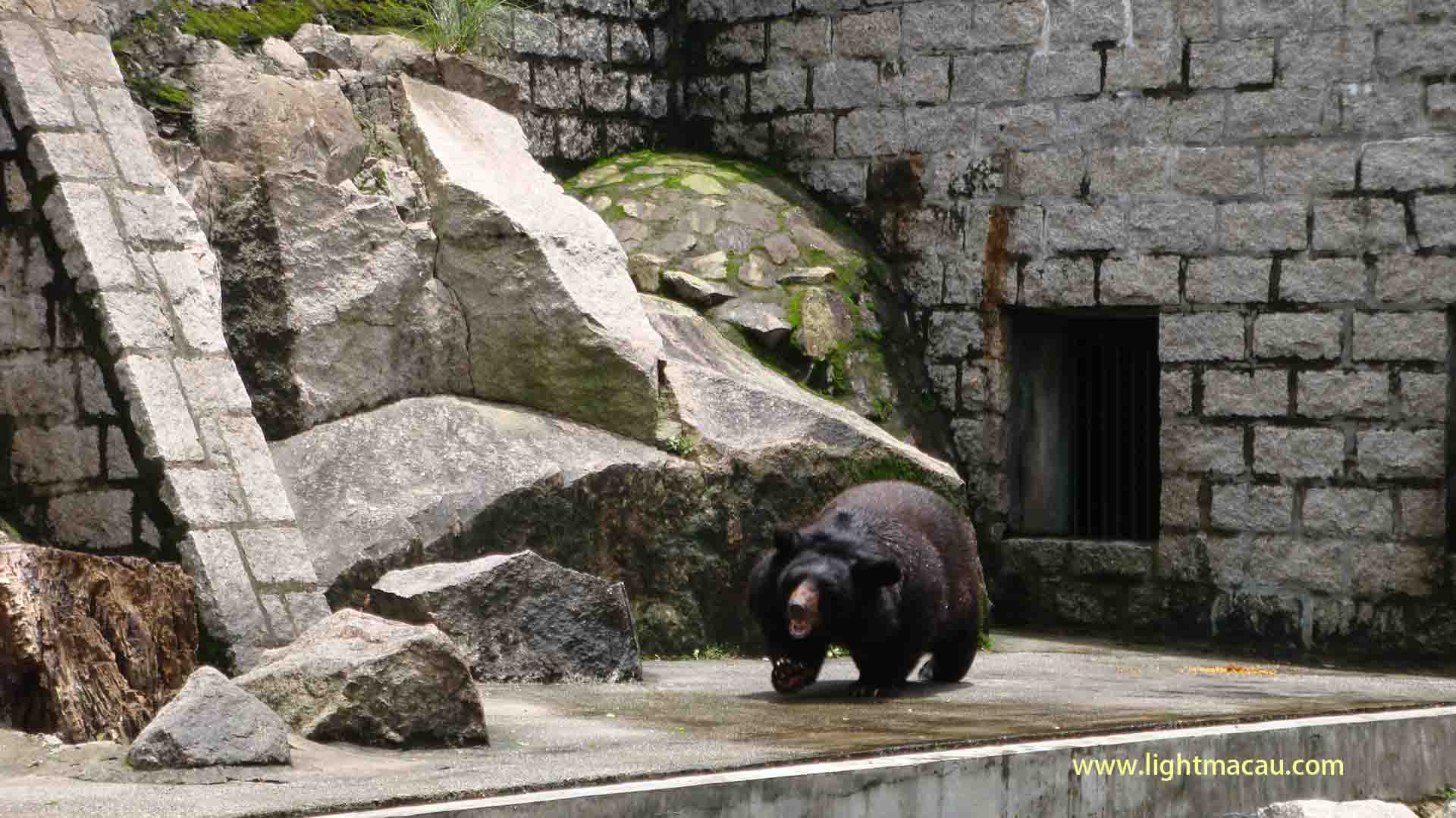 Asiatic black bear: BoBo
